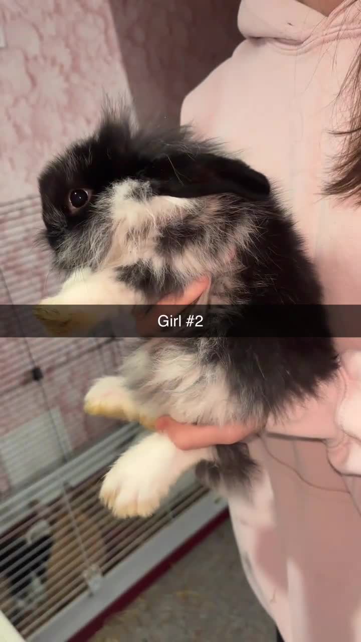 Mixed Breed rabbits for sale: 5 gorgeous baby bunnies up for sale  - Video 2