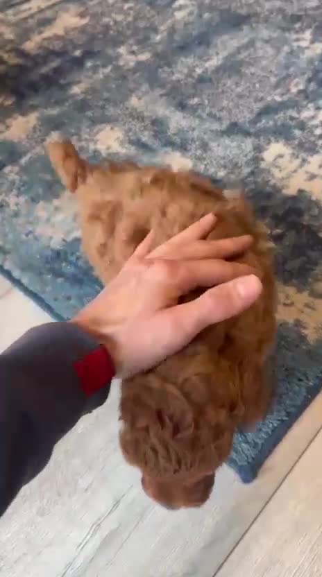 Labradoodle dogs for sale: Miniature Labradoodles - Video 2