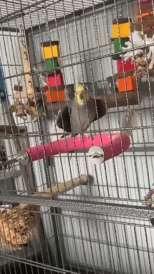 Cockatiels birds for sale: 2 gorgeous cockatiels - Video 4