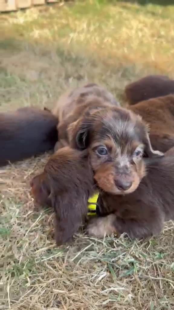 Miniature Dachshund dogs for sale: Long Haired Miniature Dachshund  - Video 1
