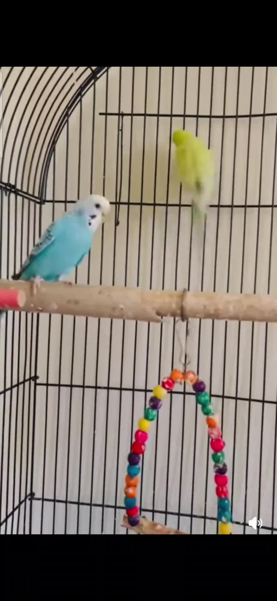 Budgerigars birds for sale: Budgies & Cage. Adult Budgie Pair for Sale - Video 1