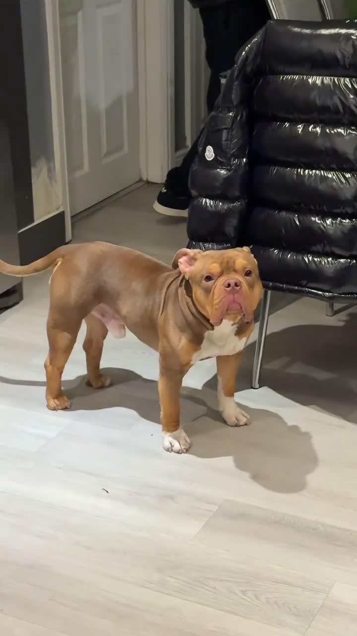 American Bully dogs for sale: Beautiful Pocket bully for sale  in Bristol - Video 1
