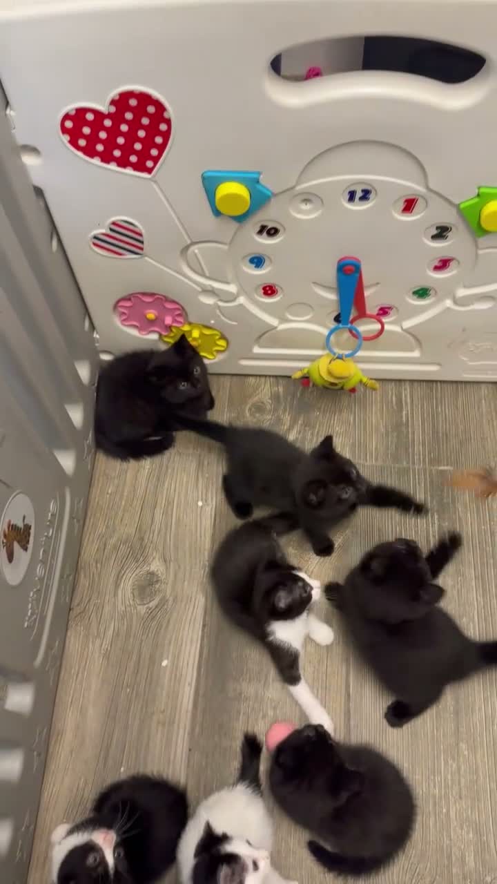 Domestic Shorthair cats for sale: Stunning kittens availble in High Wycombe - Video 1