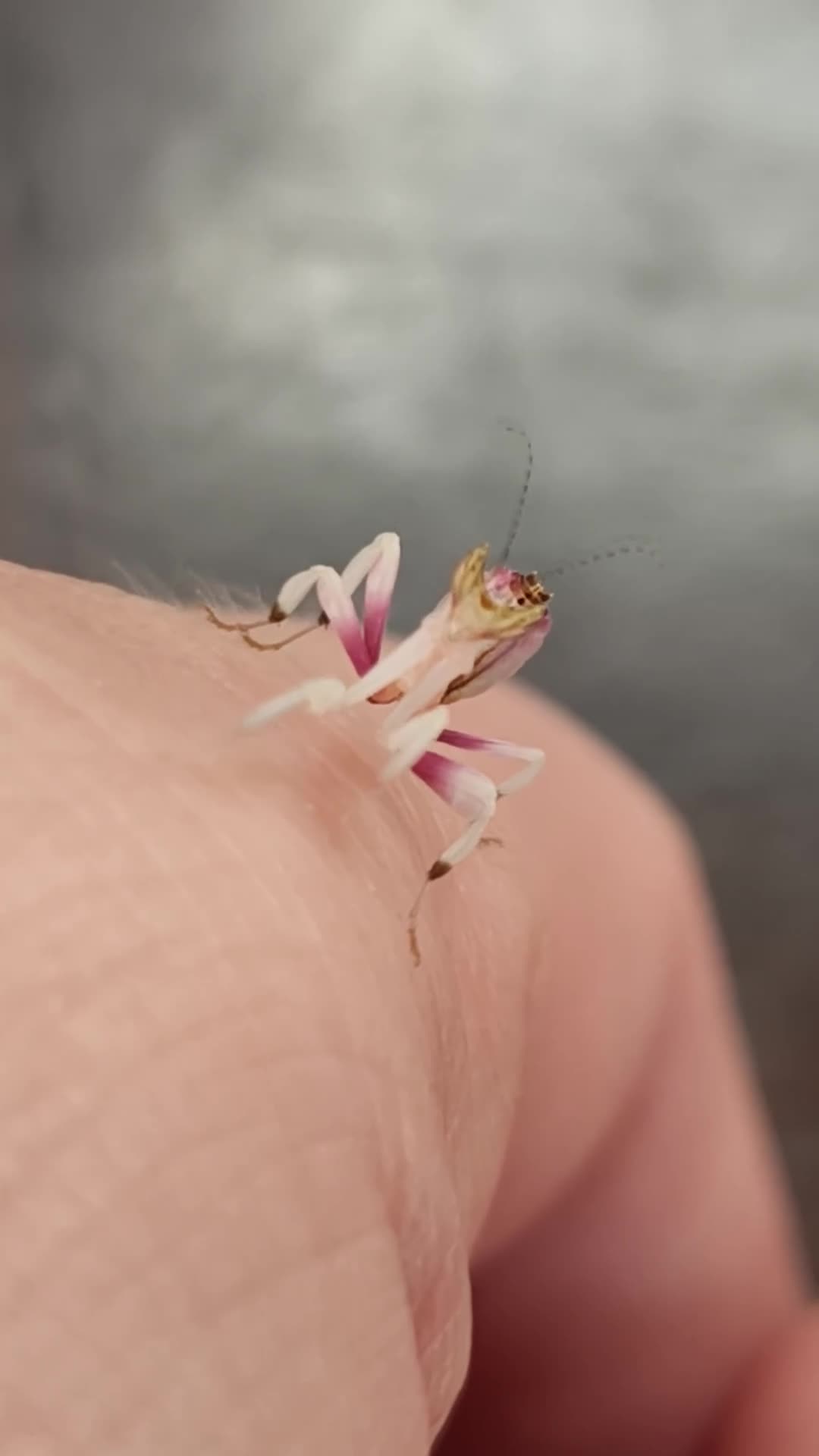 Praying Mantis invertebrates for sale: Orchid Mantis in Ruardean - Video 1