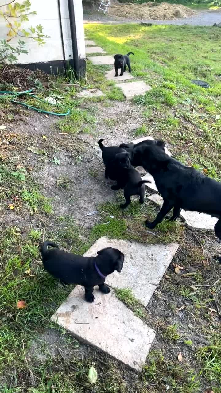 Labrador Retriever dogs for sale: Black Labrador puppies - Video 1