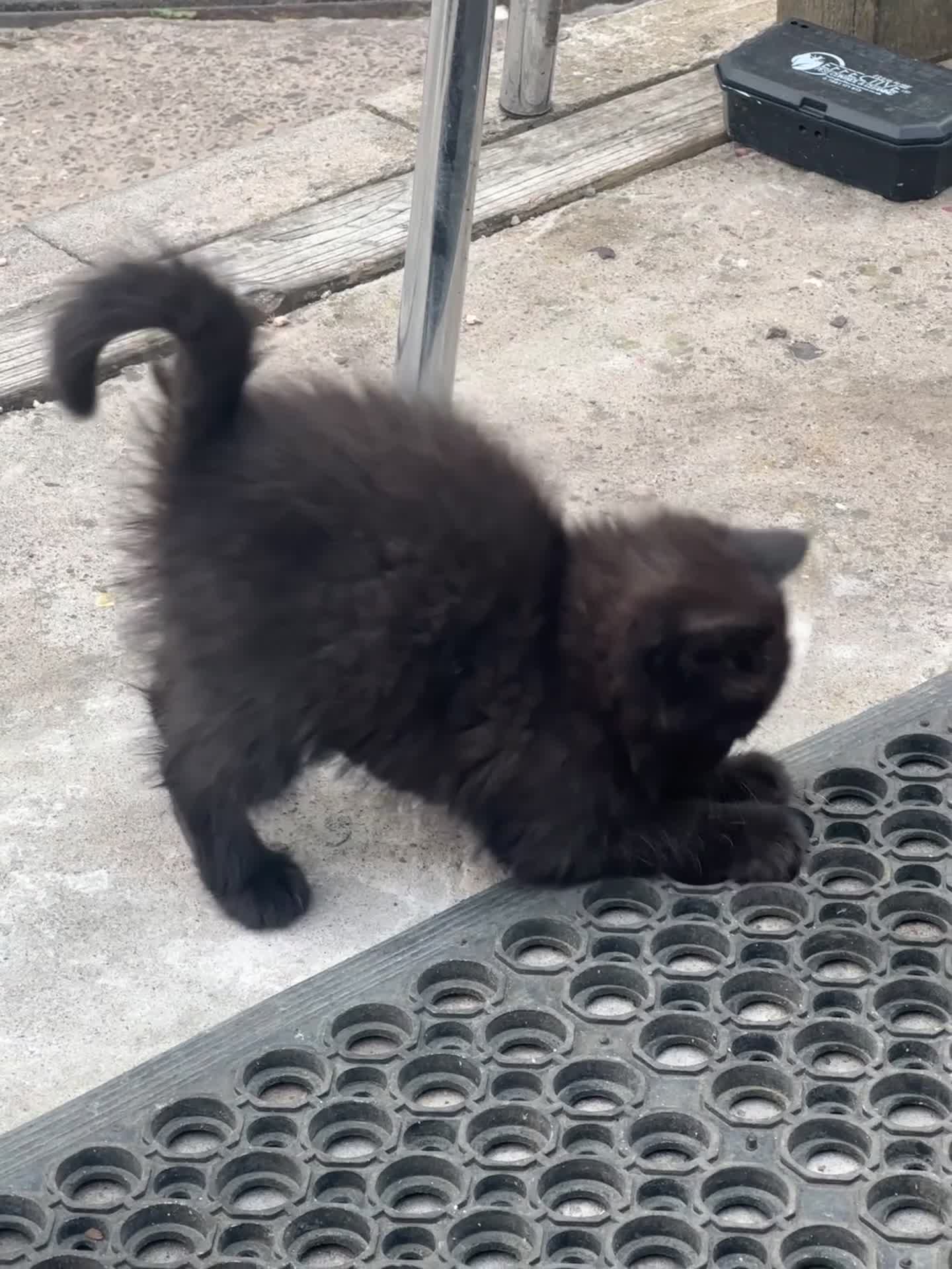 Mixed Breed cats for sale: 3 female kittens ready to go  - Video 1