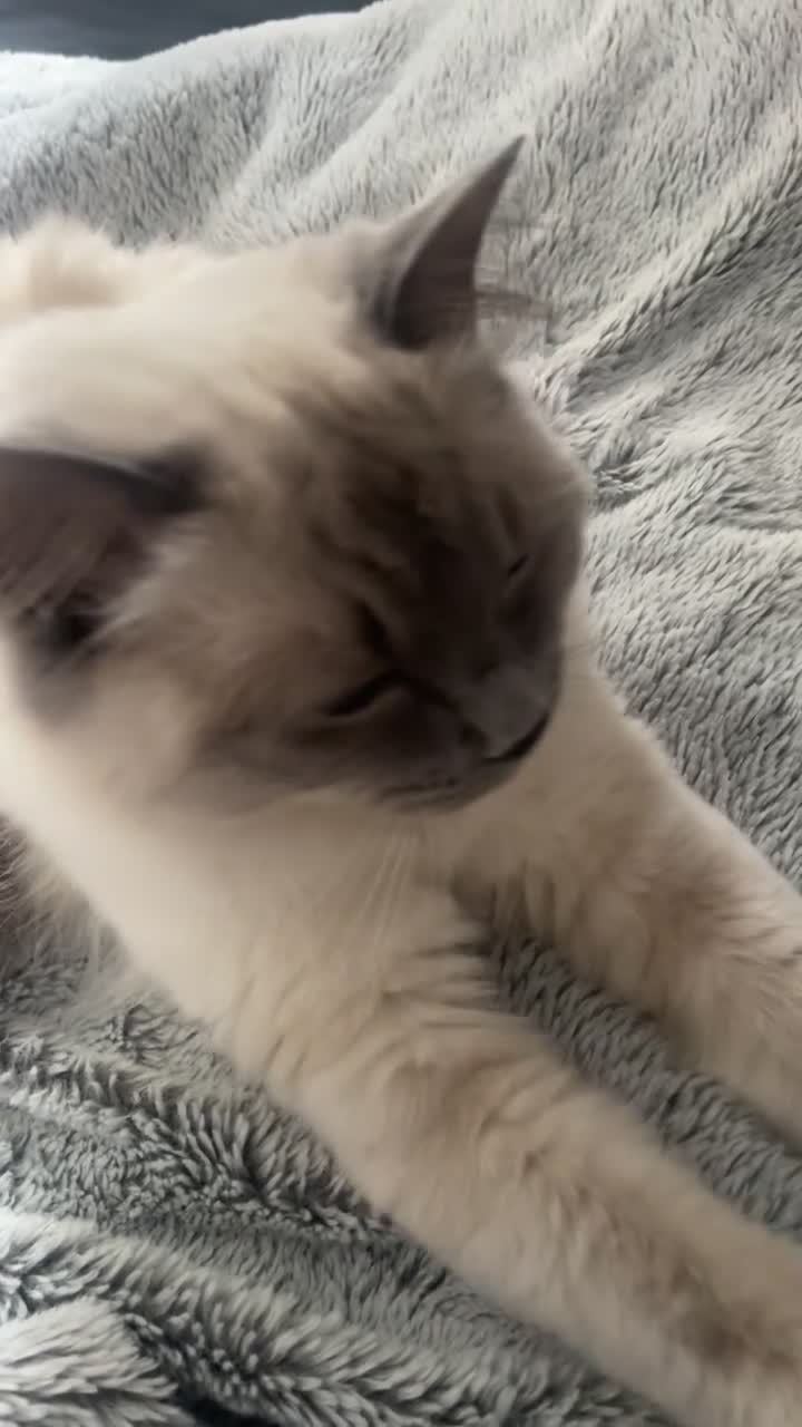 Ragdoll cats for sale: Queen GCCF Ragdoll - Video 2