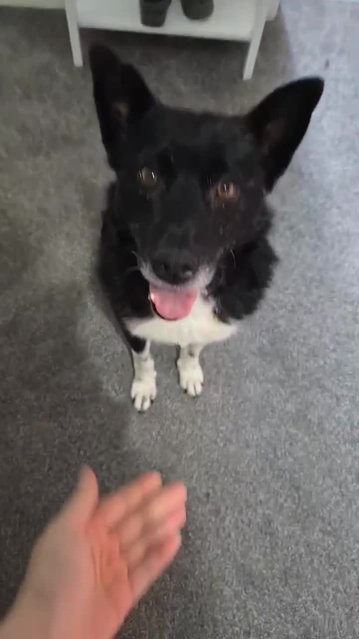 Mixed Breed dogs for adoption: Freckles is ready to find a family! - Video 1