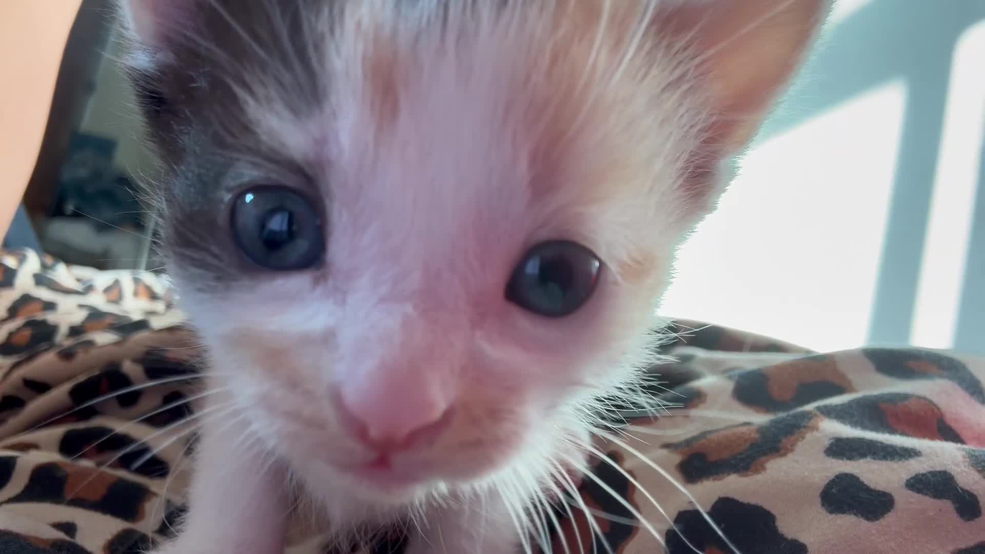 Mixed Breed cats for sale: Mix litter of 6  - Video 1