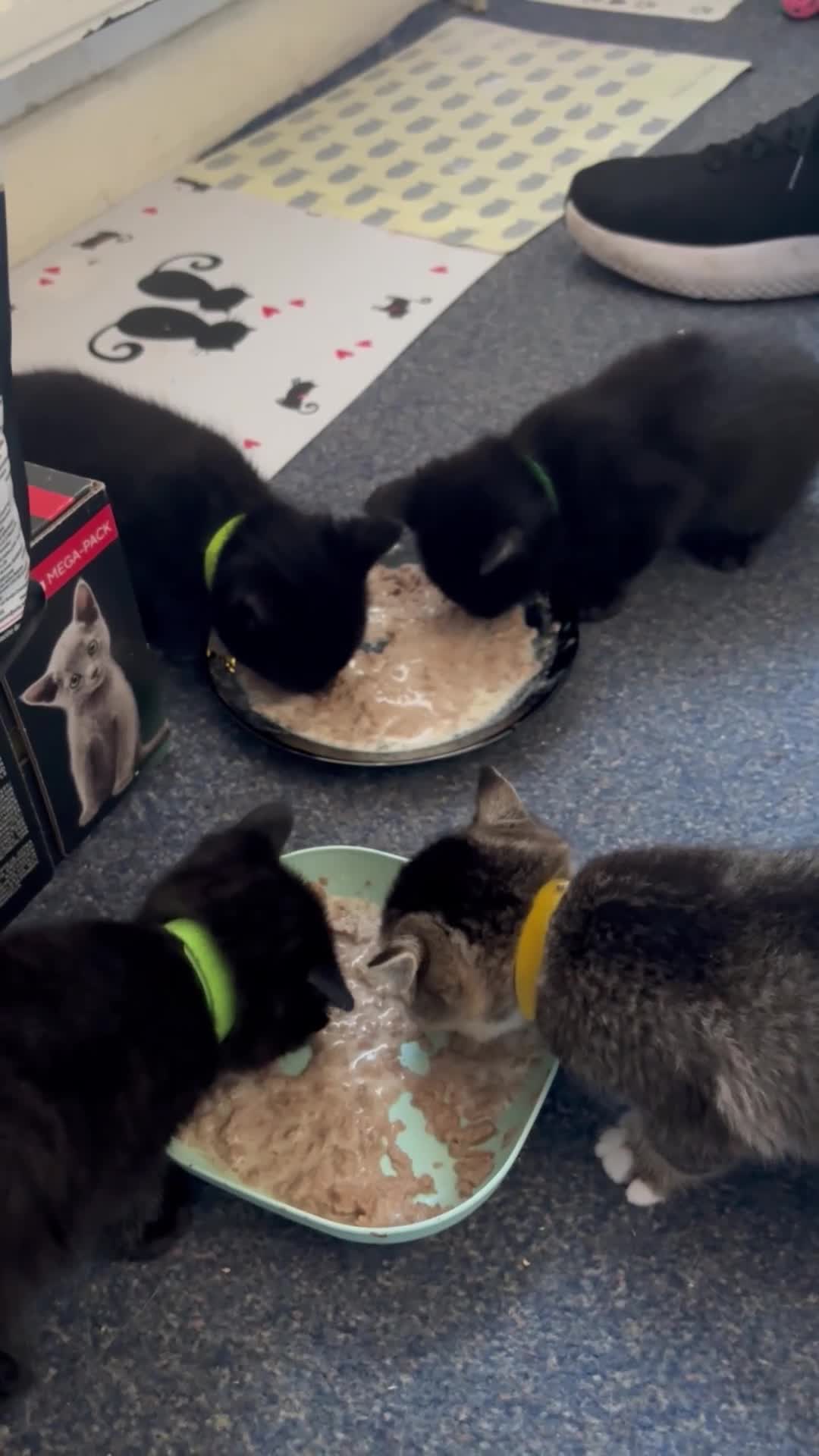 Mixed Breed cats for sale: Mixed kitties for sale, One Female, One Male in Colwyn Bay - Video 1