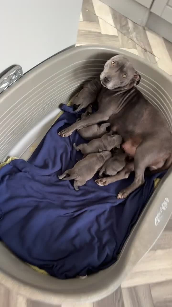 Staffordshire Bull Terrier dogs for sale: Blue staffy pups  - Video 2