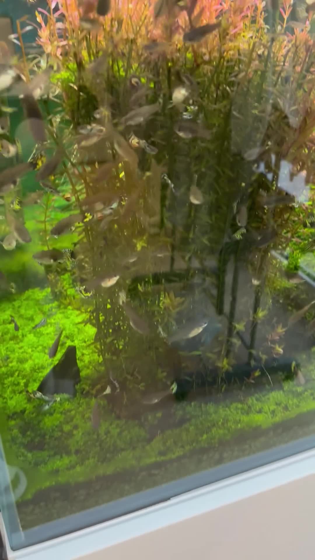 Other/Mixed Breed fish for sale: Giving up guppies for free (rehome due) - Video 1