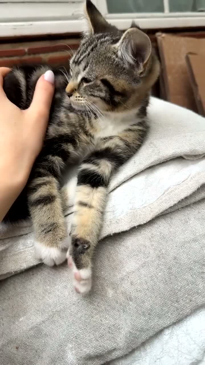 European cats for sale: Female tabby kitten - Video 1