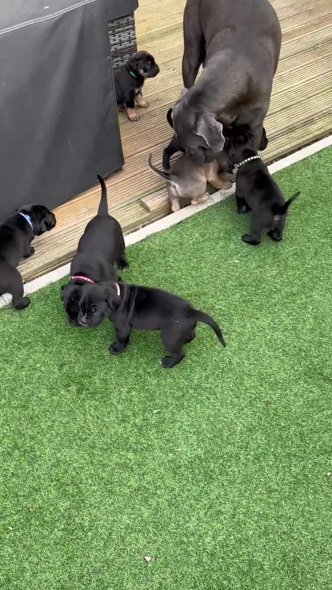 Cane Corso dogs for sale: Cane corso x pups - Video 1