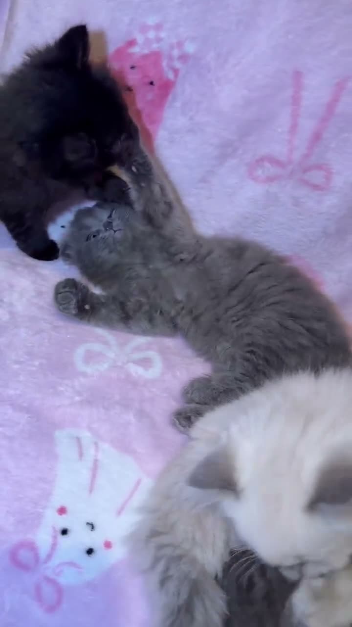 Mixed Breed cats for sale: Ragdoll cross gorgeous kittens  - Video 2
