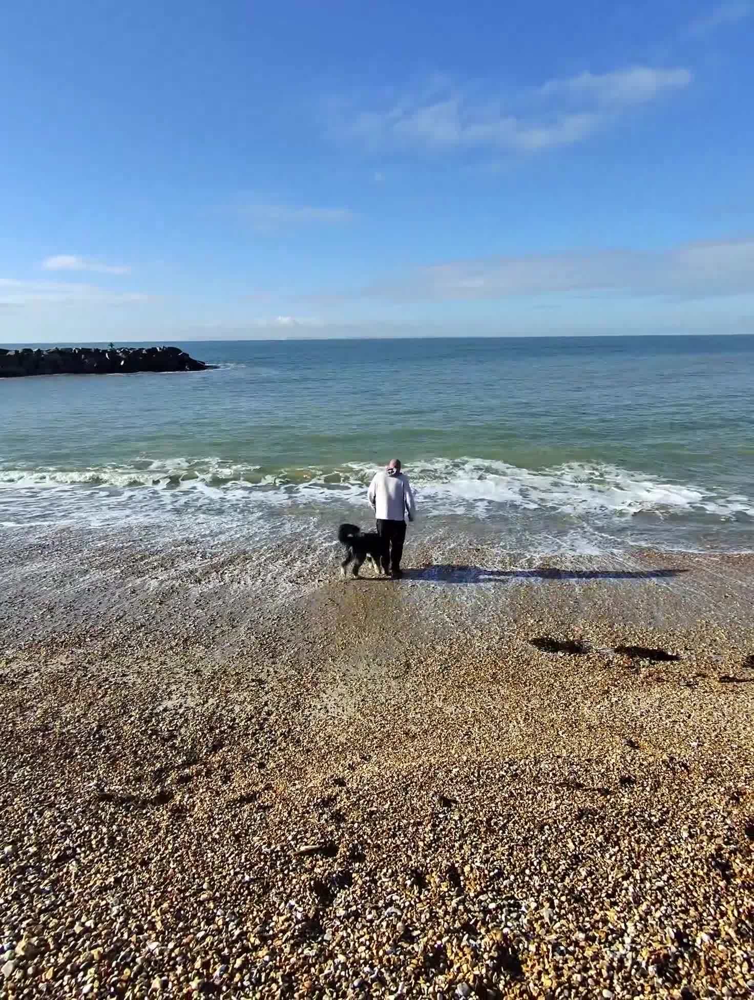 Old English Sheepdog dogs for sale: Old English Sheepdog  - Video 1