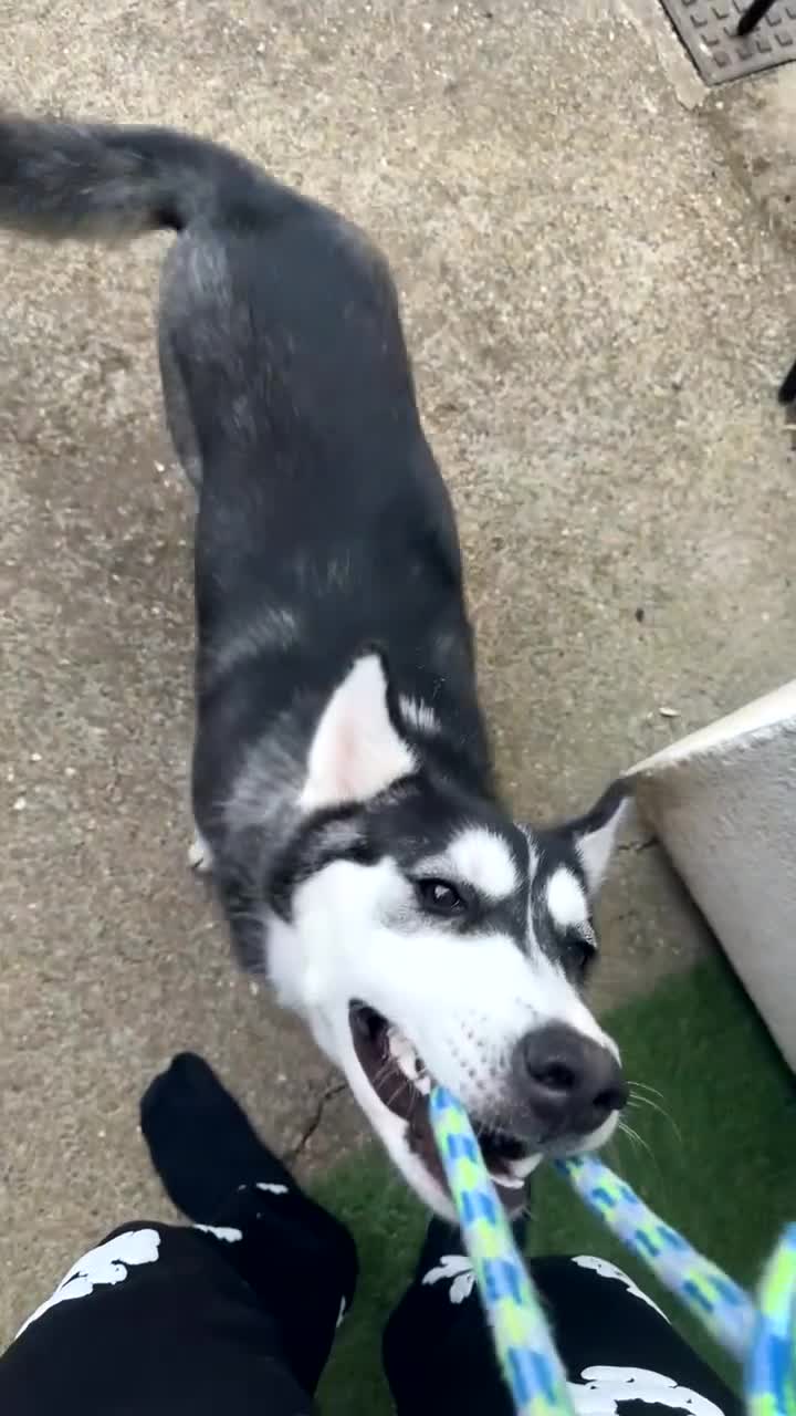 Siberian Husky dogs for sale: 7 month old siberian husky - Video 1