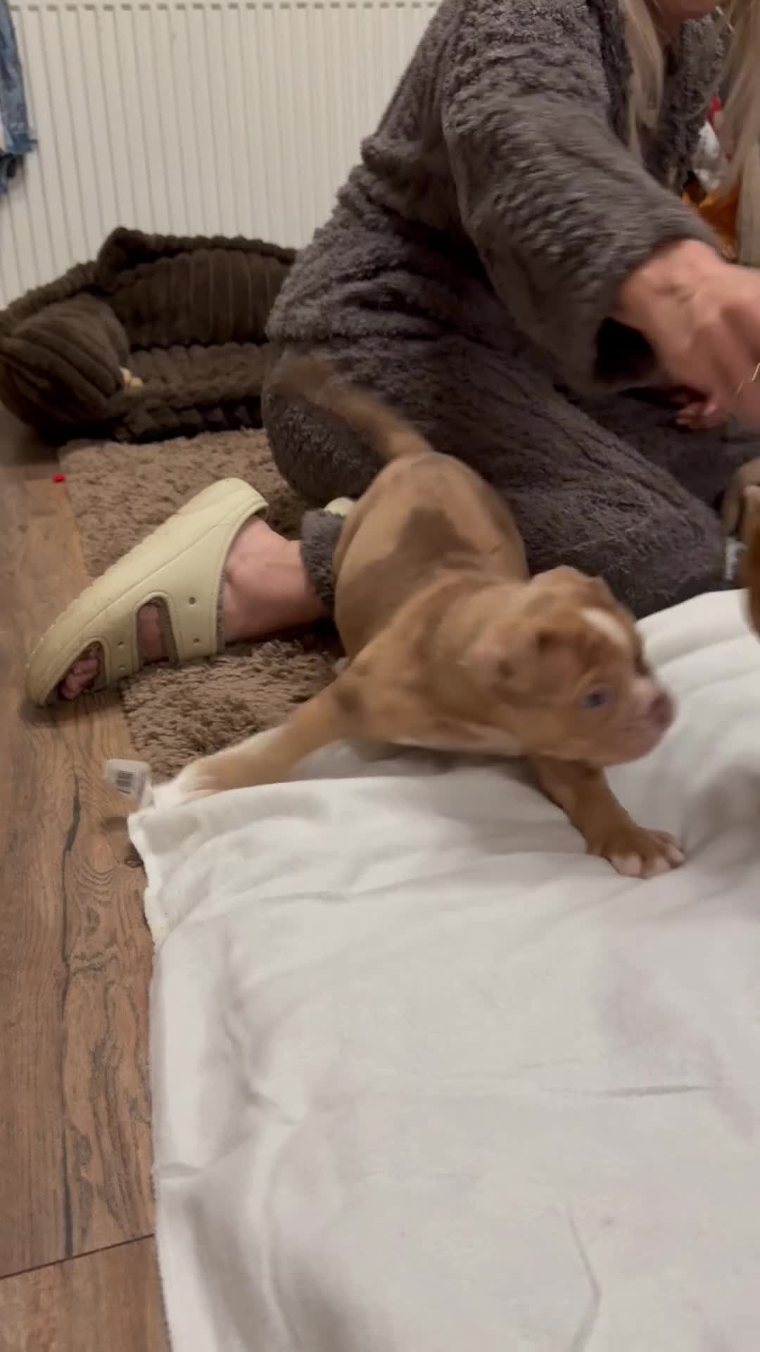 Olde English Bulldogge dogs for sale: (Reduced) Olde English Bulldogges puppies  - Video 3