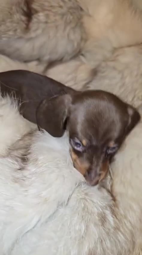 Miniature Dachshund dogs for sale: KC Miniature Dachshunds 2 Girls Left in Egham - Video 5
