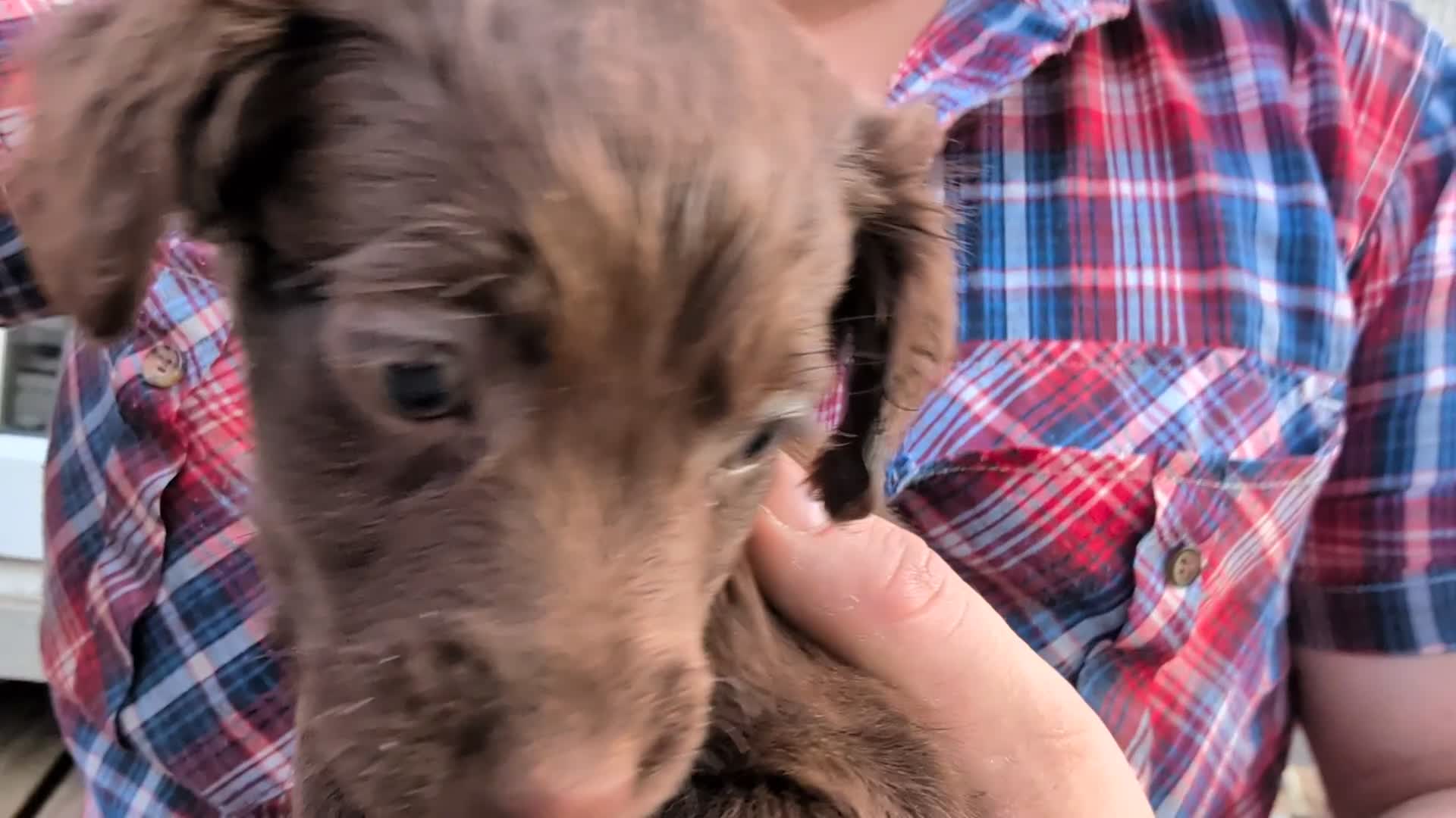 Mixed Breed dogs for sale: Jack Russell  X Spaniel  - Video 1