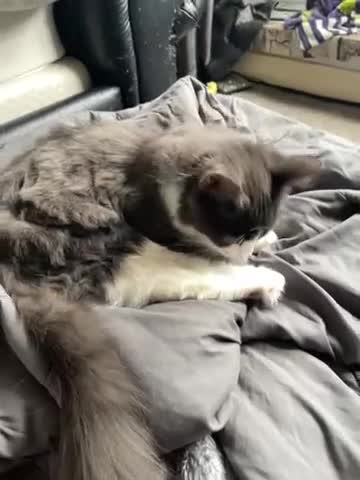 British Longhair cats for sale: Tuxedo Domestic Shorthair & Blue longhair - Video 2
