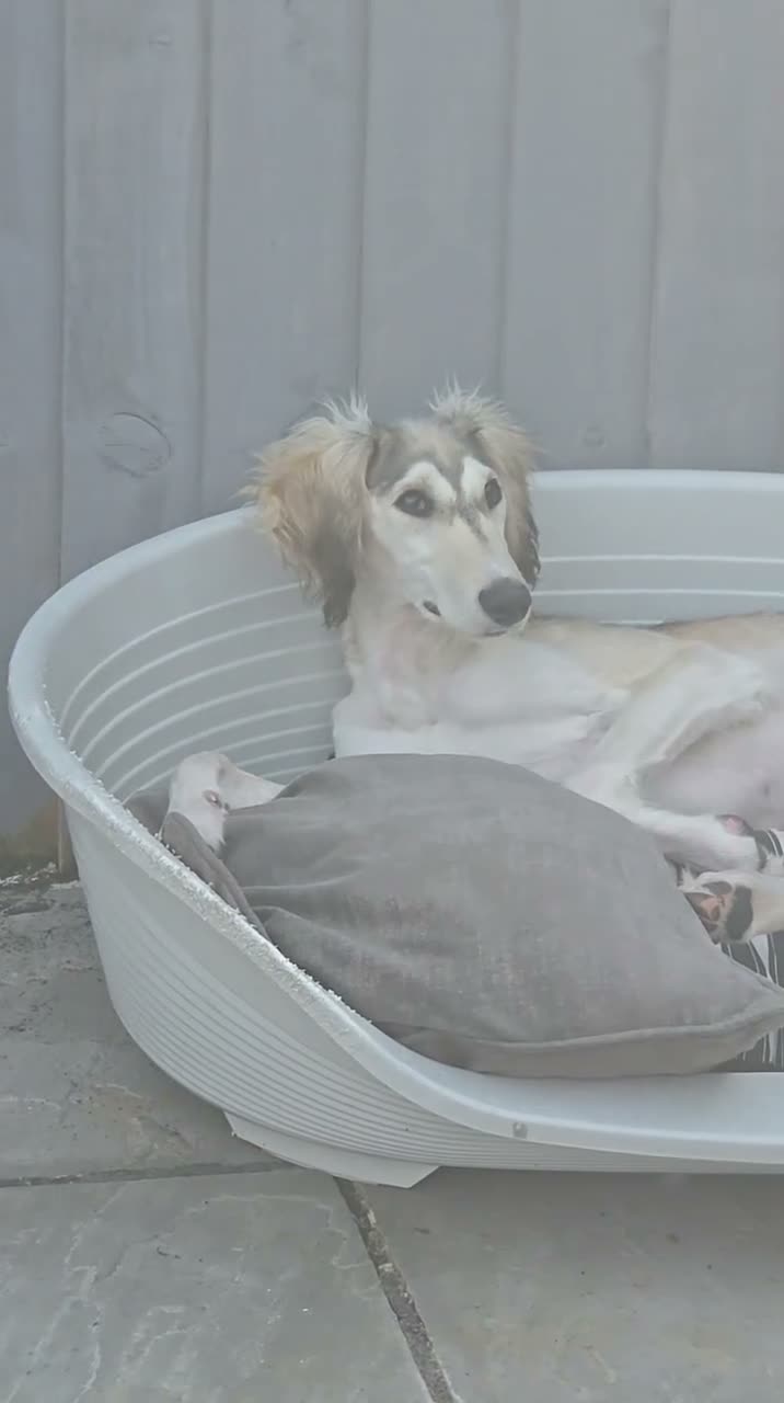Saluki dogs for sale: Saluki boy  - Video 3