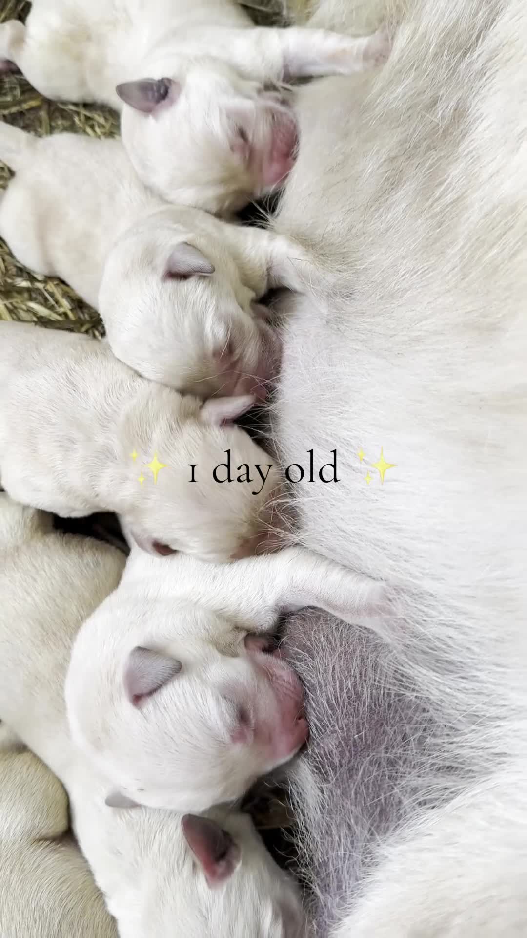 Labrador Retriever dogs for sale: ✨ Stunning chunky Labrador puppies ✨ - Video 2