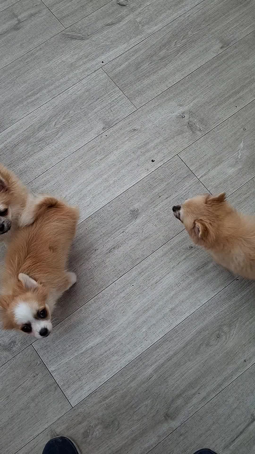 Pomchi dogs for sale: POMCHI PUPPIES FOR SALE - Video 1