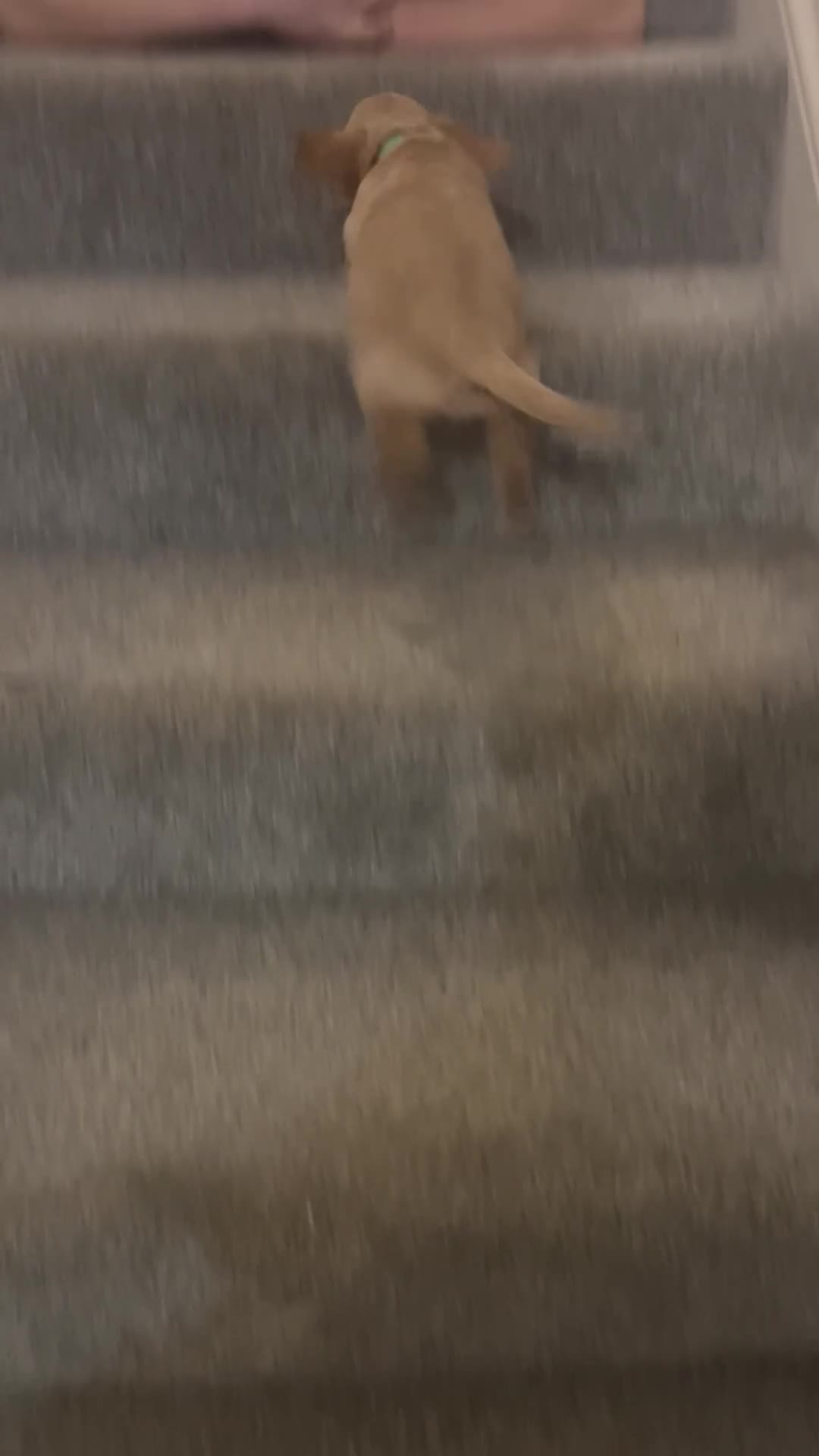 Cocker Spaniel dogs for sale: 3 Cocker Spaniel Puppies. 💙💙💙 - Video 4