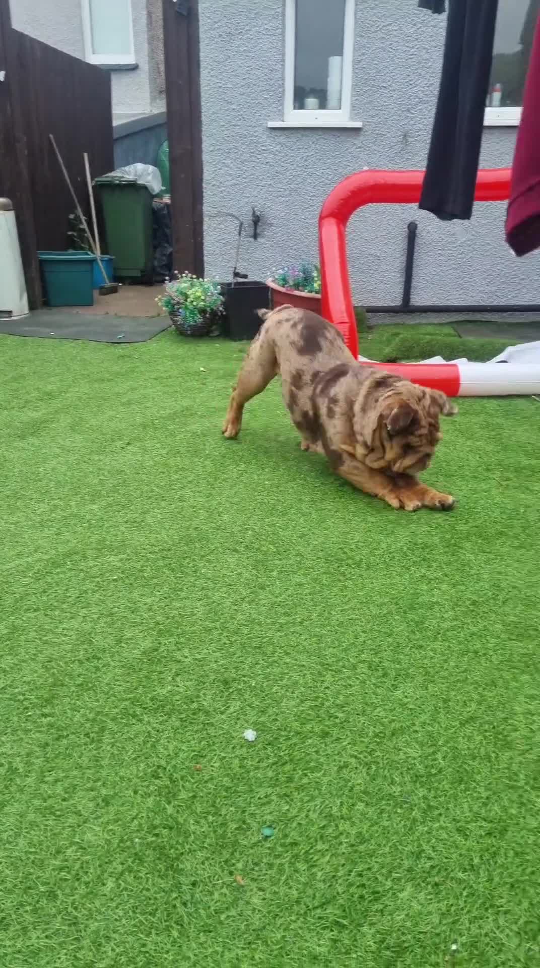 English Bulldog dogs for sale: Beautiful 1 year old Bulldog - Video 1