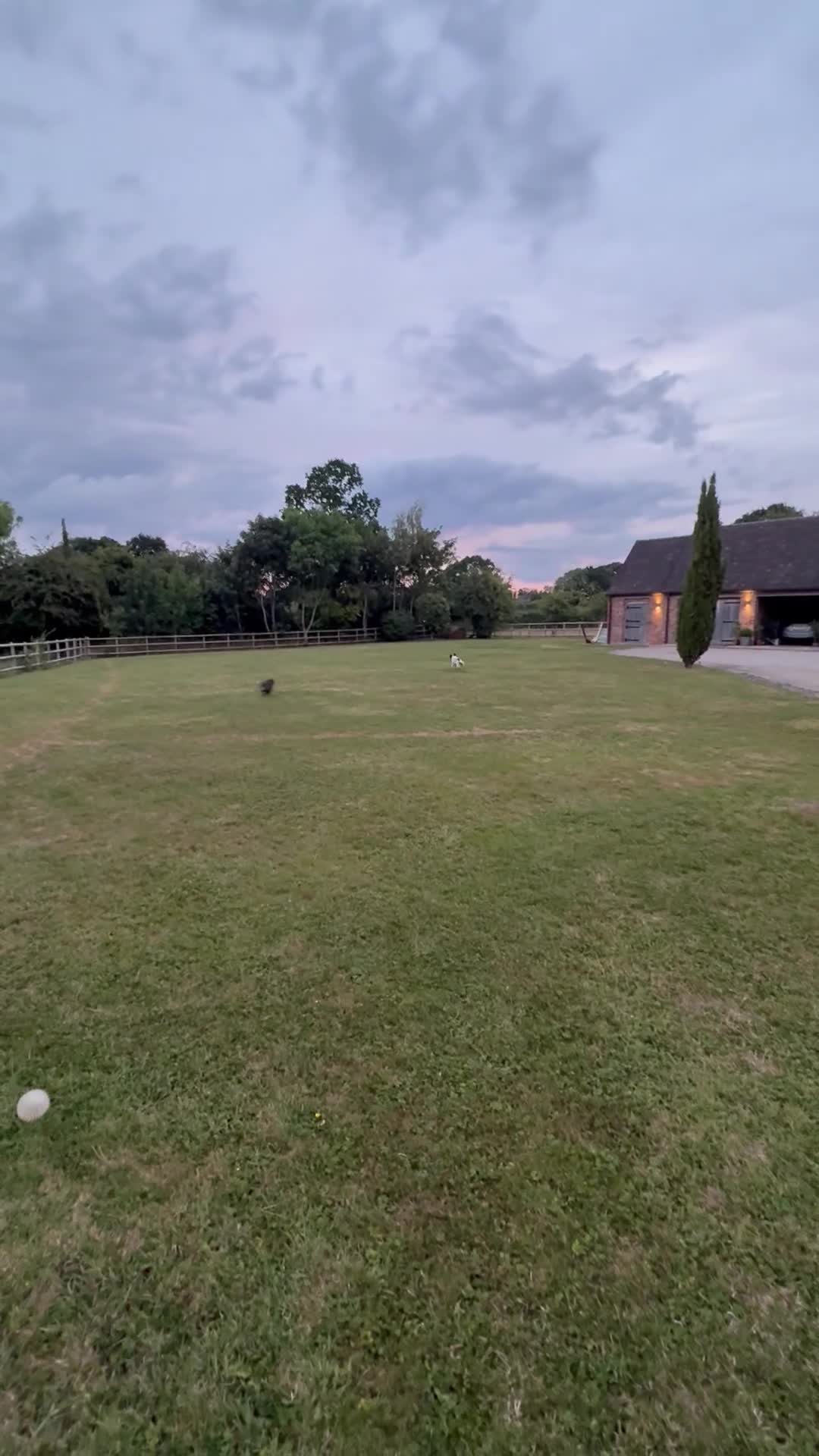 French Bulldog dogs for stud: Beautiful stocky athletic frenchie. Kc registered  - Video 2