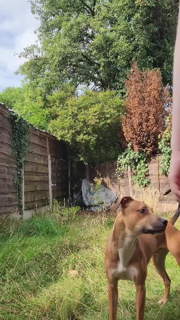 Mixed Breed dogs for sale: Greyhound/Lurcher Cross URGENT REHOMING in Manchester - Video 1