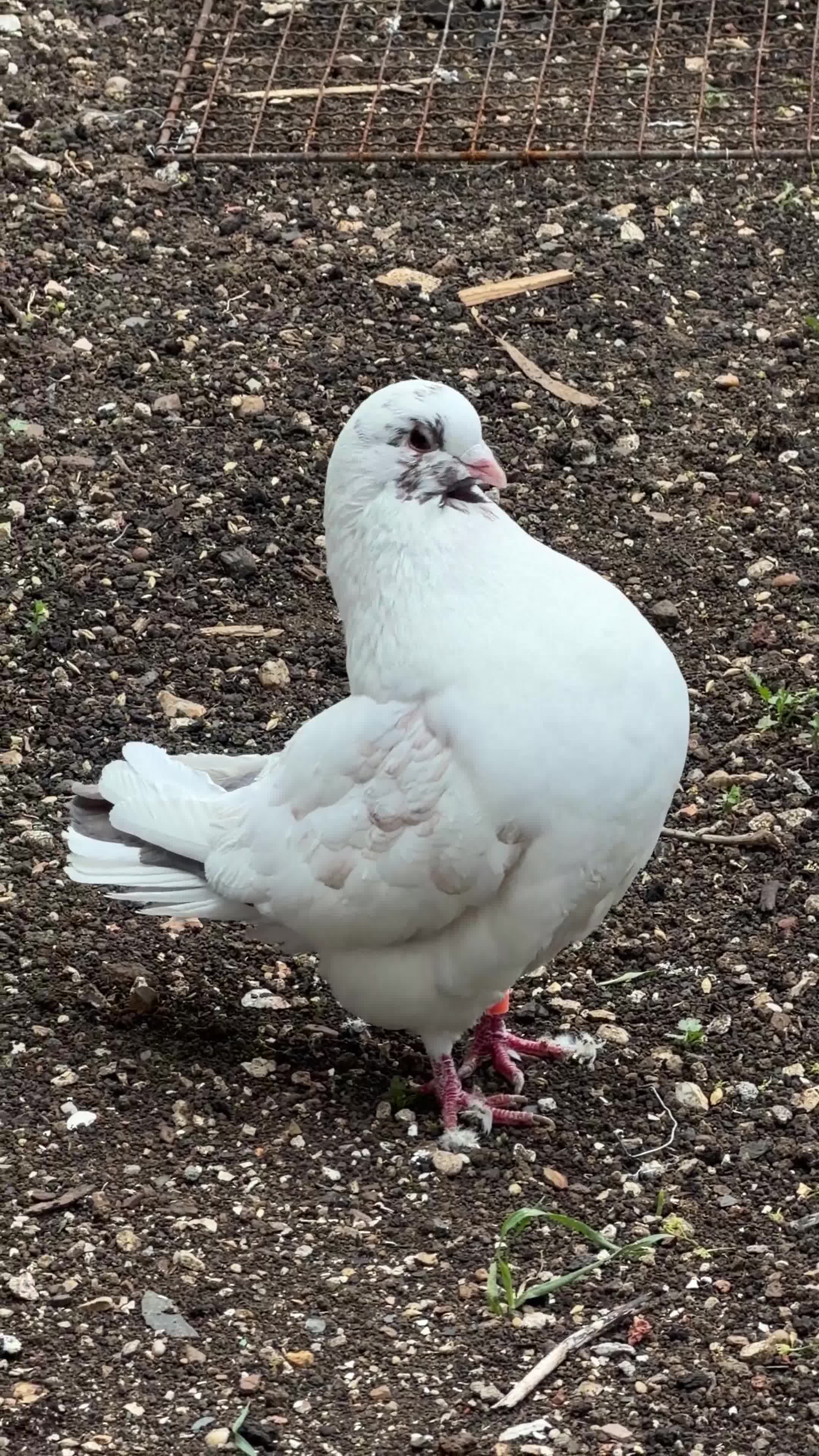 Pigeons birds for sale: Pair of Iranian Pigeons and Modena for Sale 🕊️ - Video 2