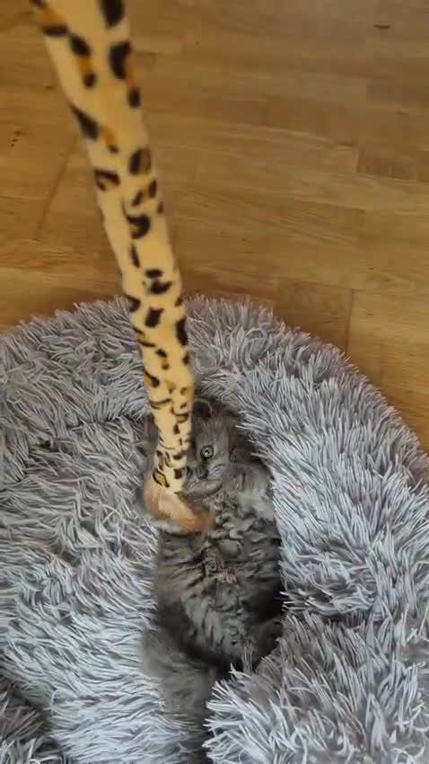 Scottish Fold cats for sale: Scottish kittens blue fold and straight boy, girl in Nottingham - Video 2