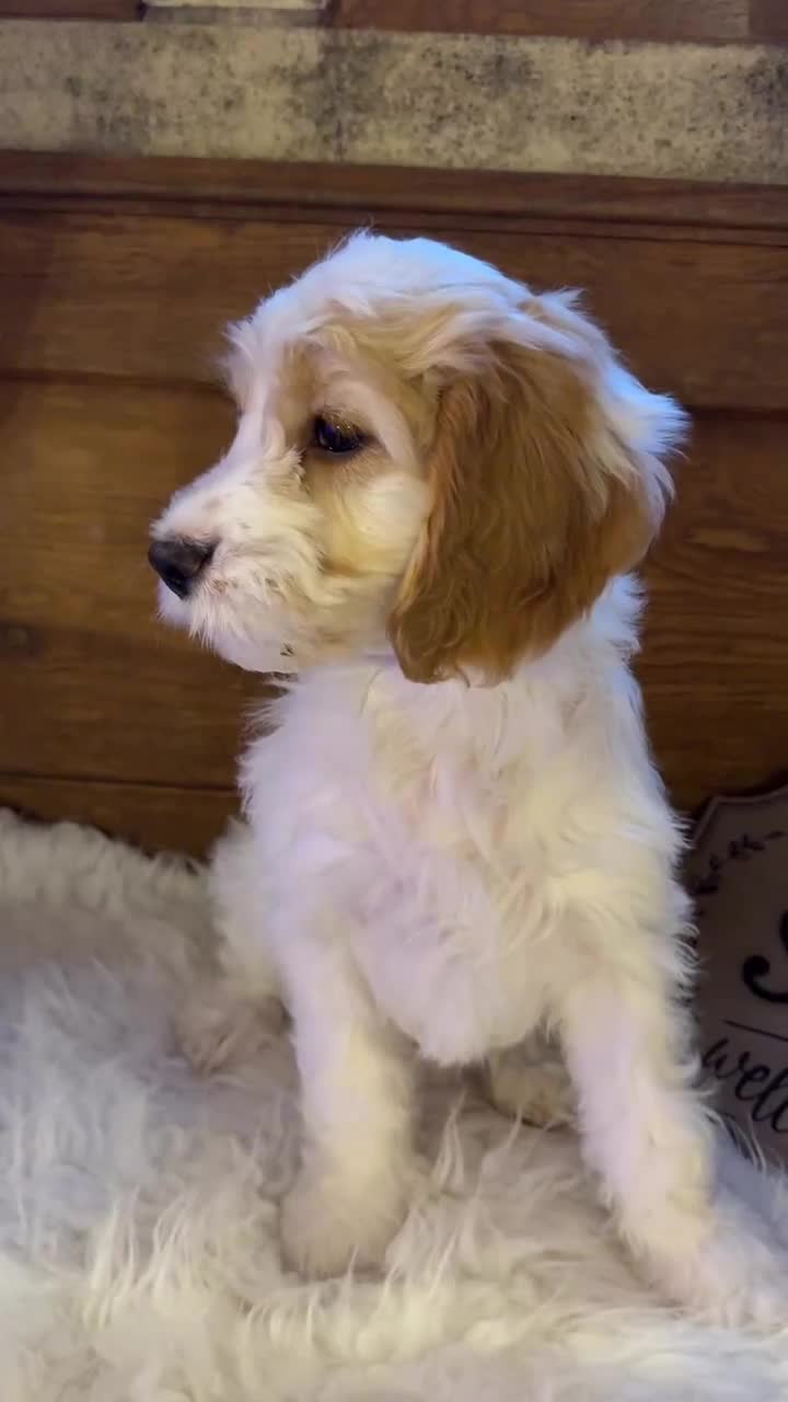 Cockapoo dogs for sale: Gorgeous Cockapoo puppies - Video 3