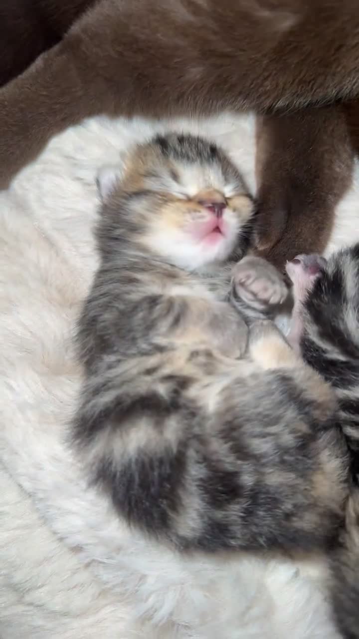 British Shorthair cats for sale: British short hair kittens  - Video 4
