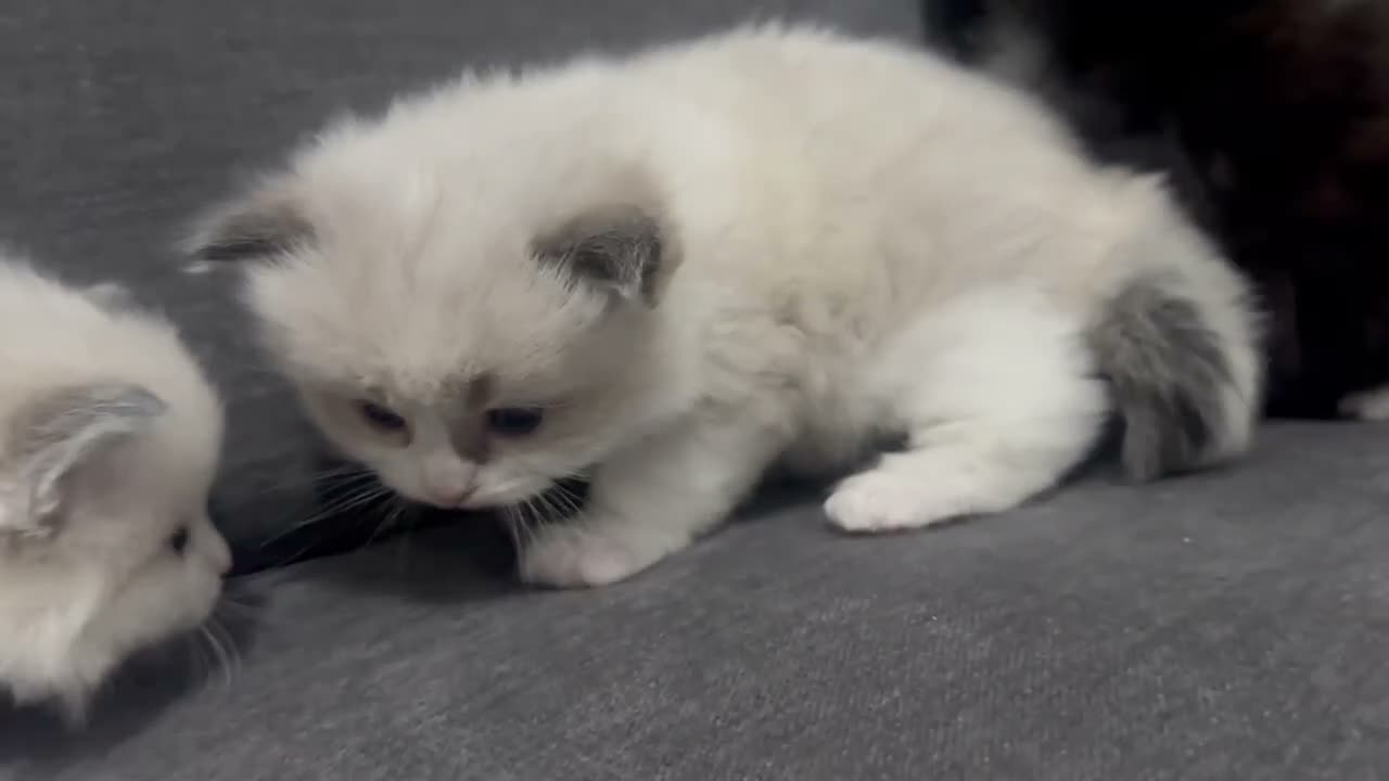 Ragdoll cats for sale: Stunning 3/4 Ragdolls Kittens - Video 5
