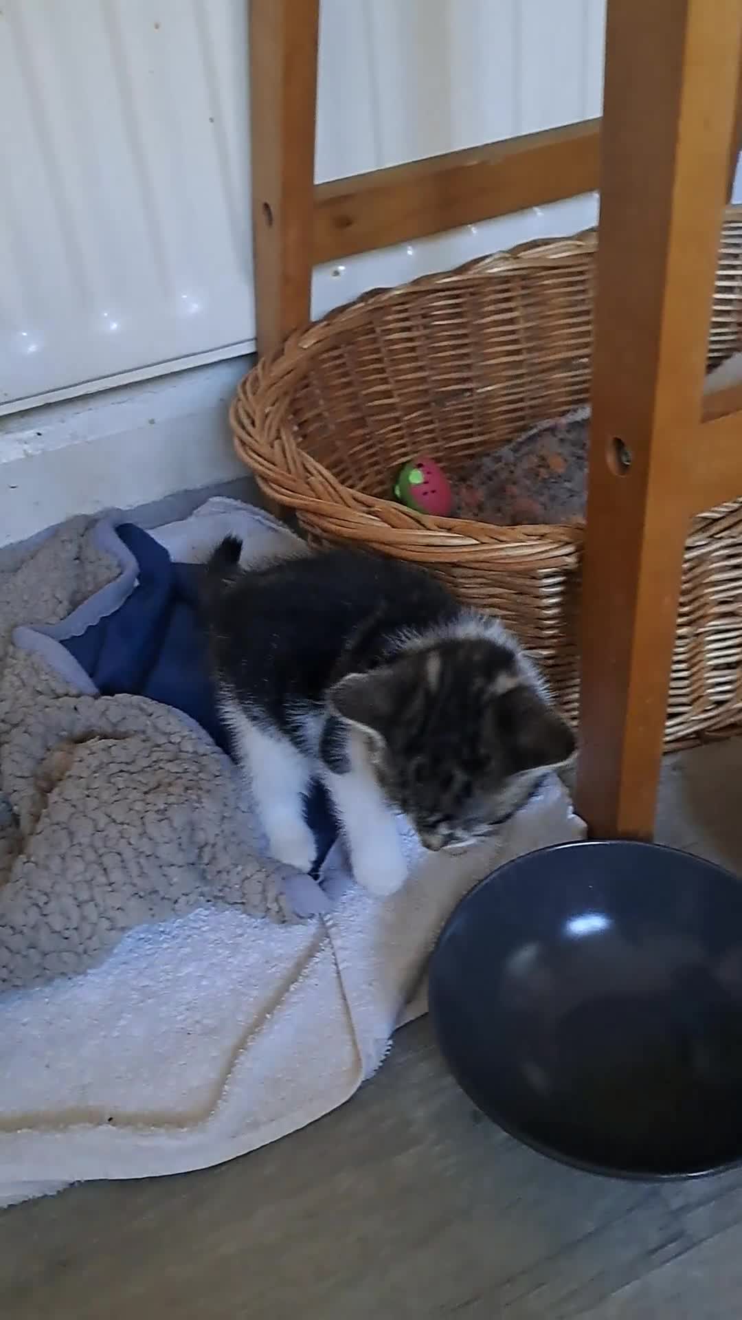 Domestic Shorthair cats for sale: Kittens for sale  - Video 1