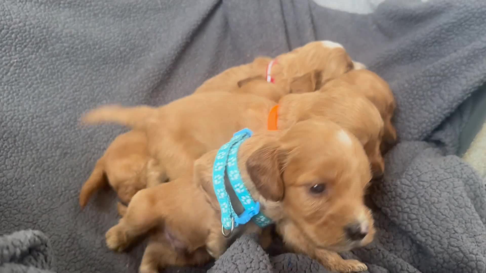 Cockapoo dogs for sale: F1 cockapoo boys ready 16 July  - Video 1