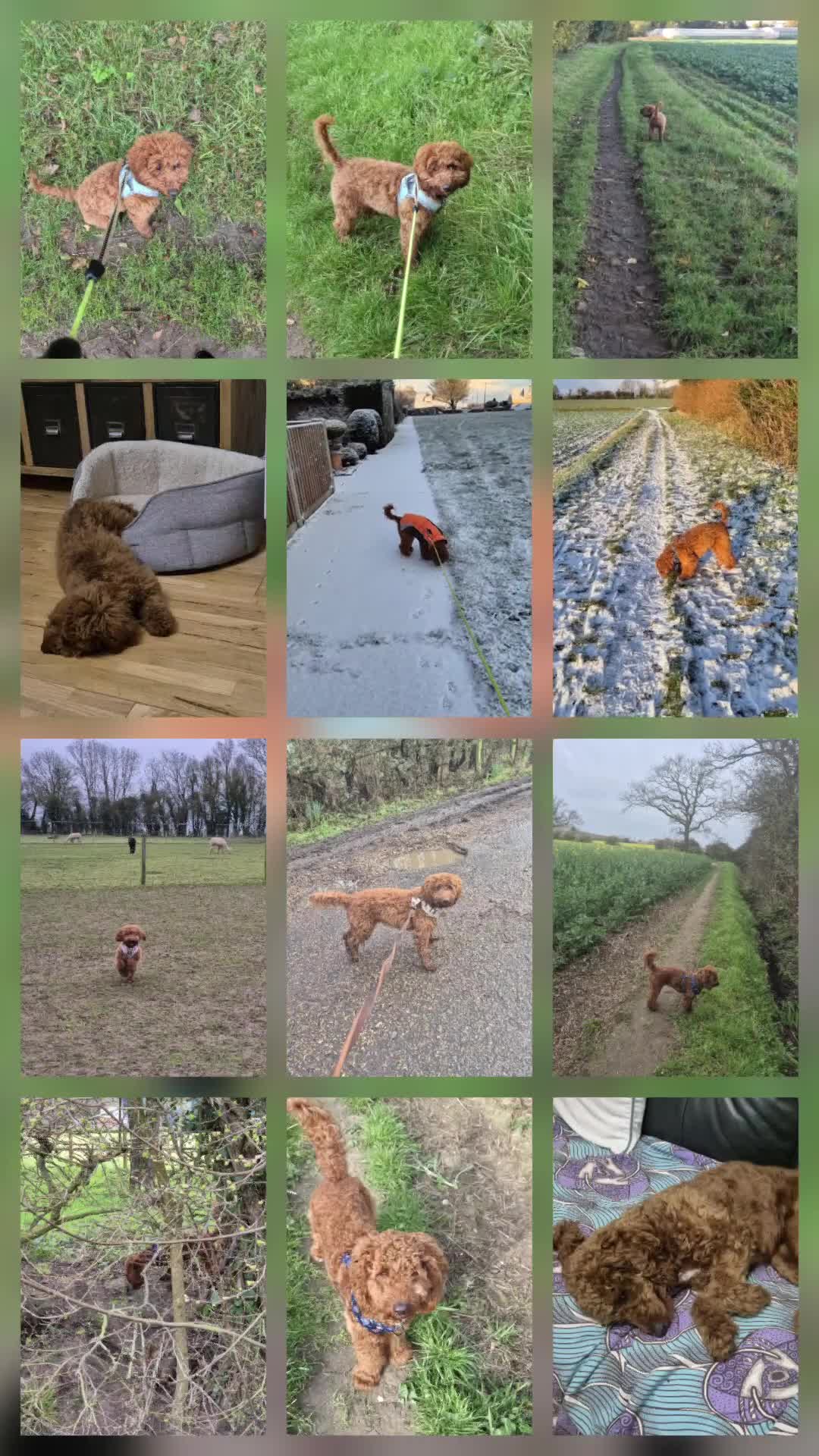 Cockapoo dogs for sale: 1 year old Cockapoo - red  - Video 1