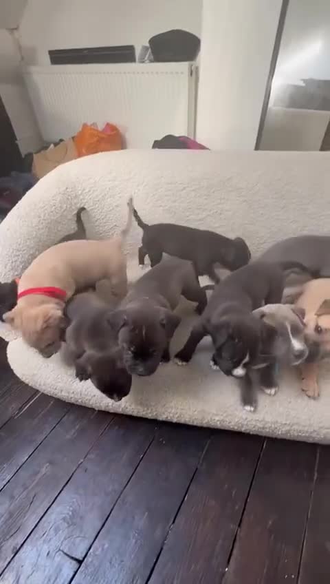 Mixed Breed dogs for sale: Beautiful mix staffy available  - Video 1