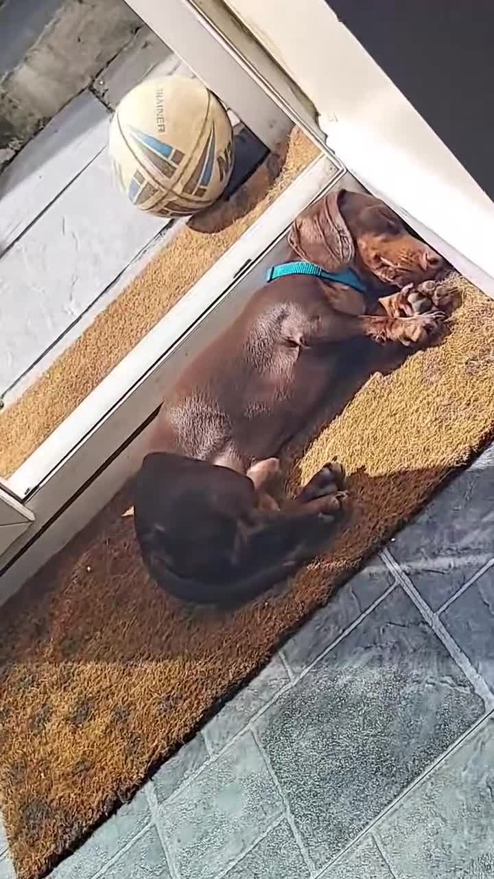 Miniature Dachshund dogs for stud: Miniature Dachshund STUD dog  - Video 1