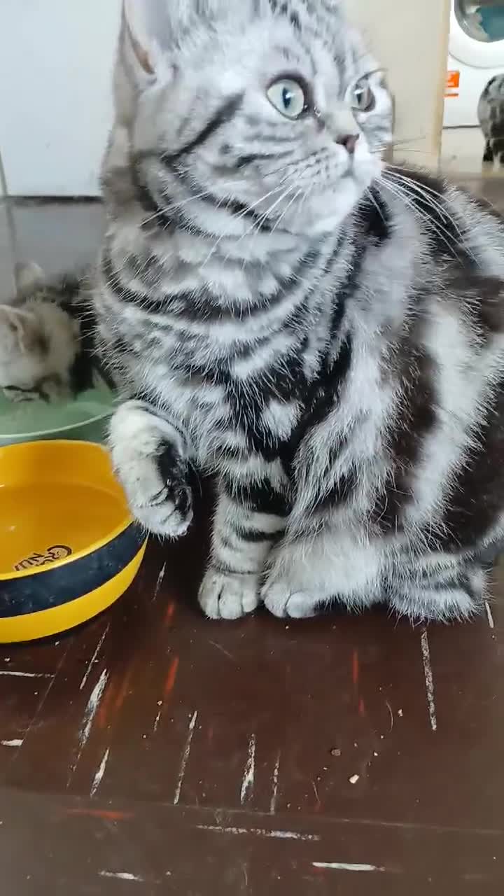 British Shorthair cats for sale: Bsh. Active Silver Classic Tabby. - Video 3