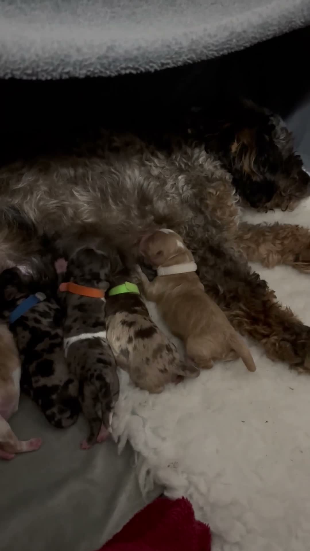 Cockapoo dogs for sale: 7 F2 cockapoo puppies only 6 available - Video 1