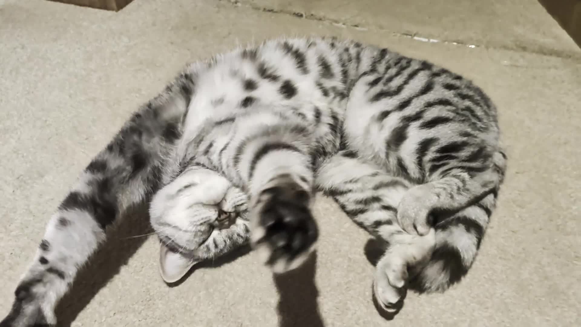 British Shorthair cats for sale: BSH Silver Spotted Tabby - Adult  - Video 1