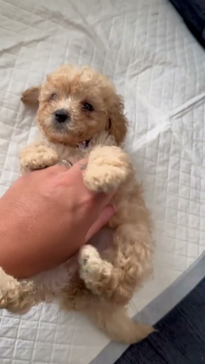 Cavapoo dogs for sale: F1B Cavapoo  - Video 2