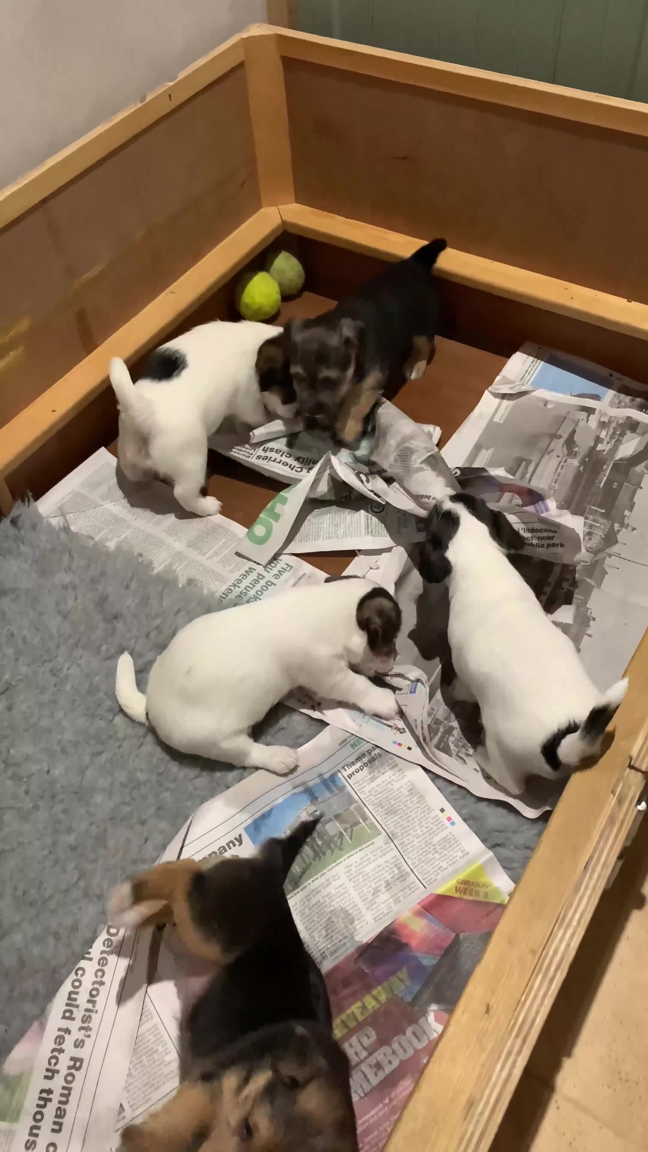 Mixed Breed dogs for sale: Jack Russell cross - Video 1