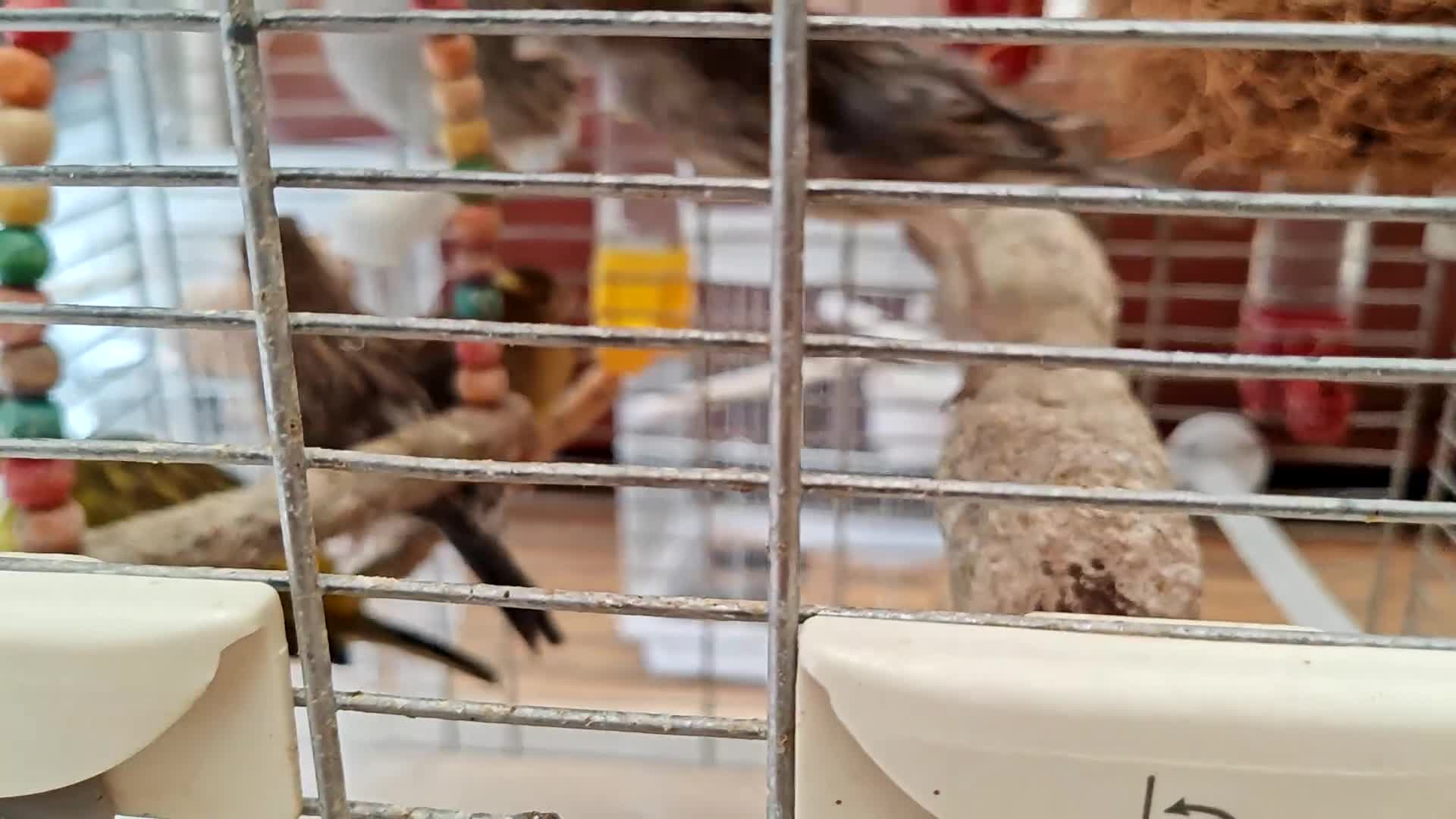 Canaries birds for sale: 13 Mixed Male/ Female Canaries in diffrent colours - Video 1