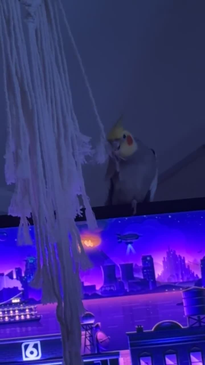 Cockatiels birds for sale: Grey male cockatiel for sale! in Stowmarket - Video 2