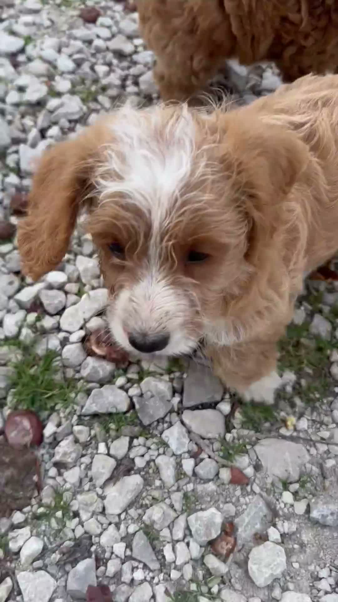 Cockapoo dogs for sale: Cocker poo - Video 1